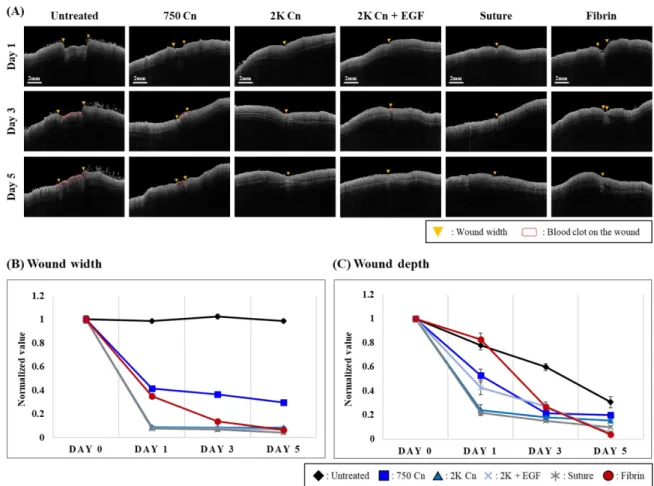 Figure 2-18. Quantitative analysis of the wound regeneration in a skin incised rat wound model after  the treatment of a chitosan-based tissue adhesive using the OCT monitoring
