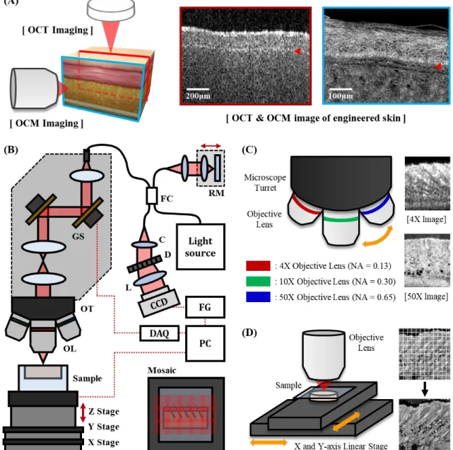Figure 3-1. Introduction of optical coherence microscopy (OCM) system. (A) OCM provides sub- sub-cellular resolution in lateral direction, however the penetration depth is shallow