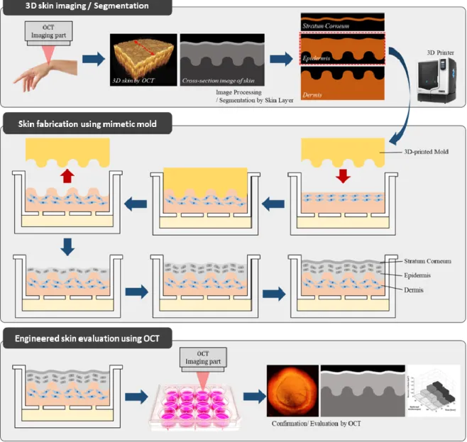 Figure 5-1. Fabrication protocol for winkle mimicked engineered skin for the study of skin anti-aging  with high clinical efficacy