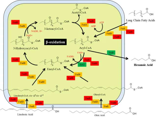Figure 1. A schema of beta-oxidation engineering to produce hexanoic acid 