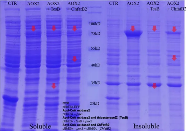 Figure 3. SDS-PAGE of total proteins of engineered E. coli   