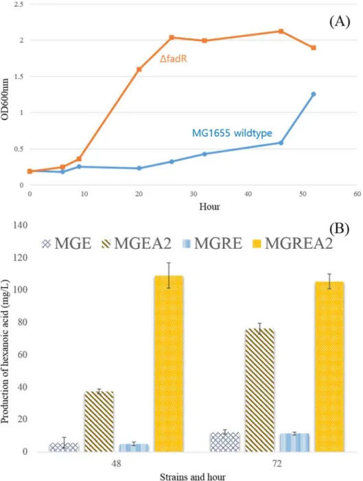 Figure 5. Growth curve between wild type strain and fadR knockout strain (A), biotransformation  to hexanoic acid from oleic acid in LB broth (B) 