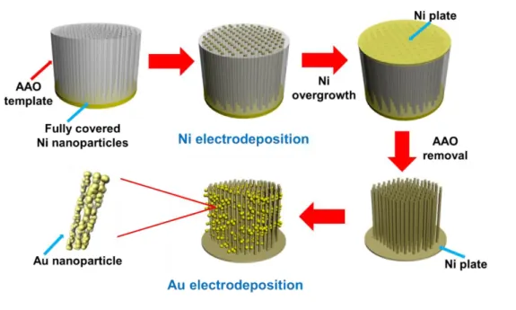 Figure 3-1. Schematic of the fabrication of Au nanoparticles deposited Ni nanowire substrate by  electrodeposition method