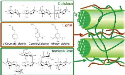 Figure  1.6.  Structure  of  lignocellulosic  biomass  comprising  cellulose,  hemicellulose,  and  lignin