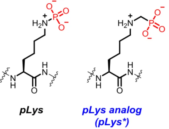 Figure 1. Structure of pLys and pLys analog. 