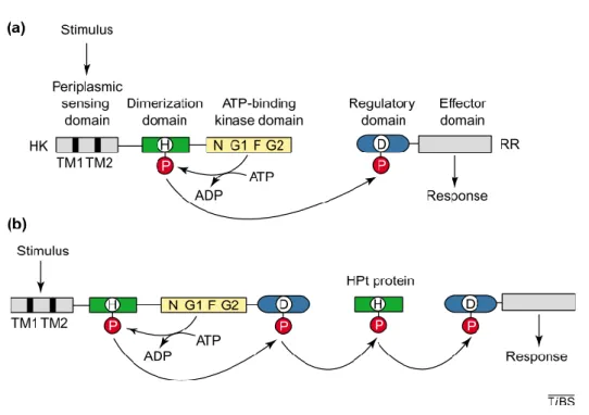 Figure 7. Mechanistic diagram for bacterial TCS (a) and phosphorelay (b) systems. 