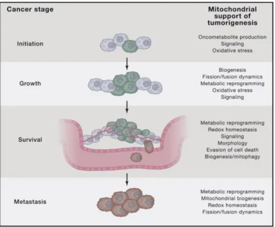 Figure 1.1 Mitochondria support cancer at multiple stages  (2016). Mitochondria and Cancer