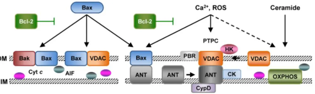 Figure 1.4 Bax makes pore in mitochondrial outer membrane via homo-oligomerization or  hetero-oligomerization with Bak and VDAC 