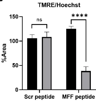 Figure 2.5 MFF peptide treatment decreased mitochondrial activity in HEK293 cell line 
