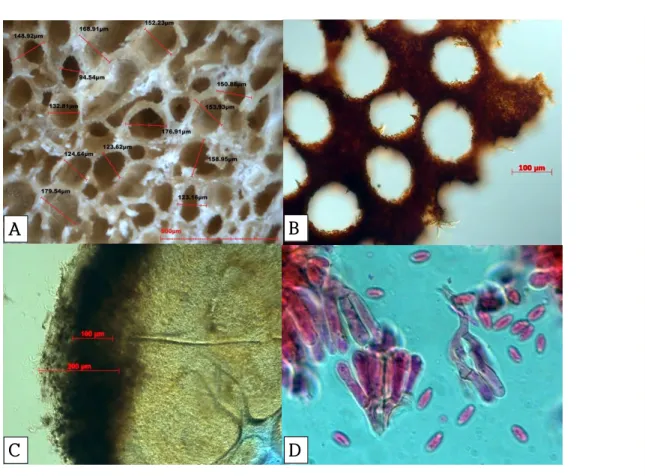 그림 42. Rhizopogon 세포구조 - A,B. 자실체 단면 C. 외피막 D. 담자기와 포자