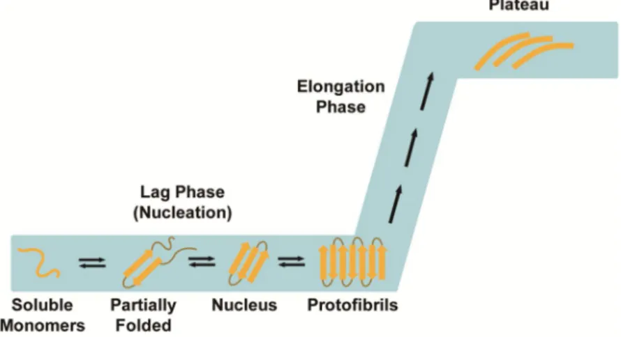 Figure  1.1.  A  model  of  the  nucleation-dependent  polymerization.  Two  phases,  lag  phase  and  elongation  phase,  are  involved  in  the  fibril  formation