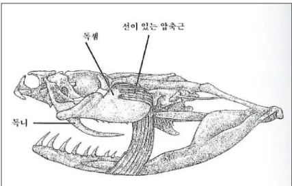 그림  8-2.  독사의  머리의  해부학적  구조  (출처.  Pough,  F.  H.  et  al.  1993)