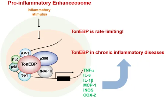 Figure 1-5. TonEBP is a rate-limiting component of pro-inflammatory enhanceosome   