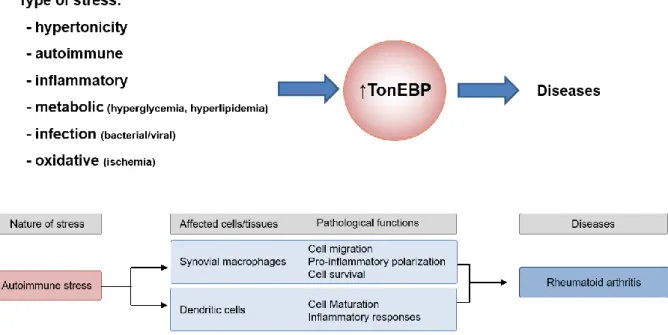 Figure 1-6. TonEBP as an immunometabolic stress protein 