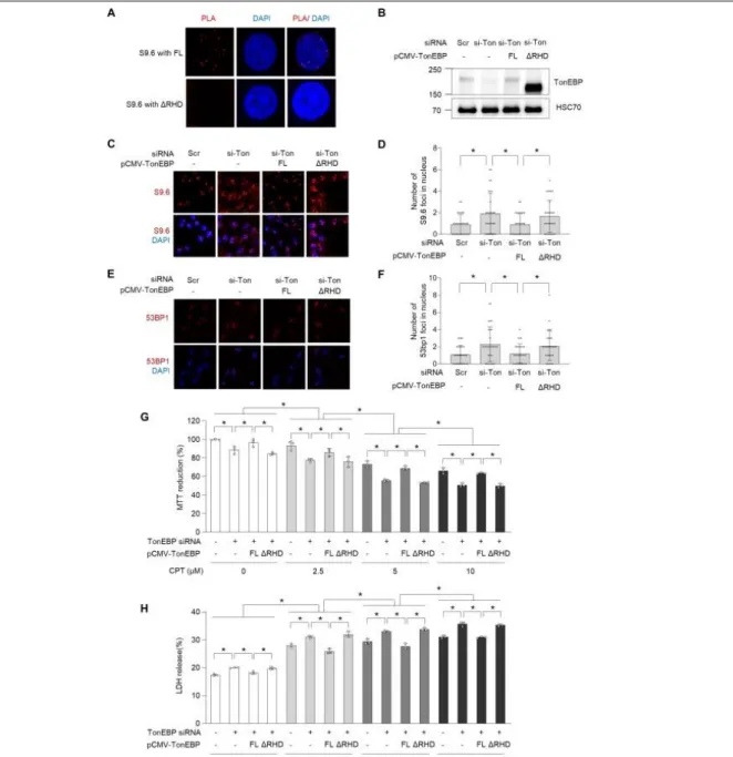 Figure 2-5. RHD of TonEBP is required for prevention of R-loop–associated DNA damage and  cell survival in response to CPT