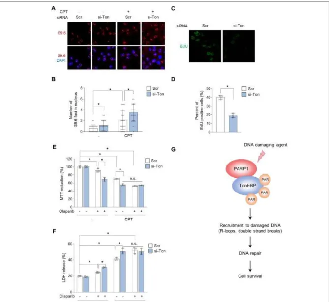 Figure 2-6. TonEBP prevents R-loop–mediated DNA damage in HepG2 human hepatoma cells. 