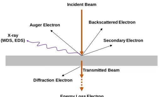 Figure 2.4 Schematic of scanning electron microscope 