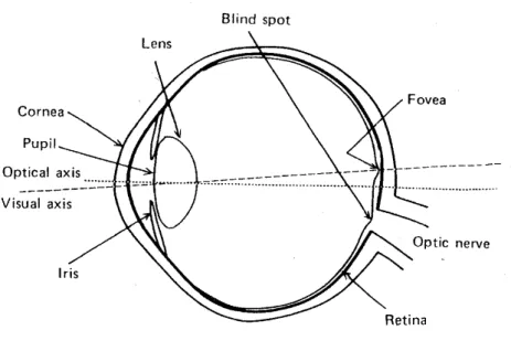 Figure 2-1 Structure of human eye (Hunt & Pointer, 2011) 