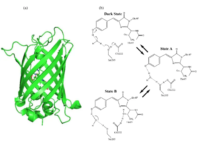 Figure  2.1  (a)  X-ray  crystallography  structure  of  eGFP.  (b)  Reaction  occurring  in  the  chromophore  pocket of eGFP, including the exchange between two bright states, as well as the formation of a  long-lived dark state