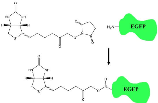 Figure 3.1 Biotin structure and its binding state with eGFP