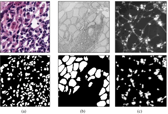 Figure 1: Applications of cell segmentation. The application examples of cell segmentation