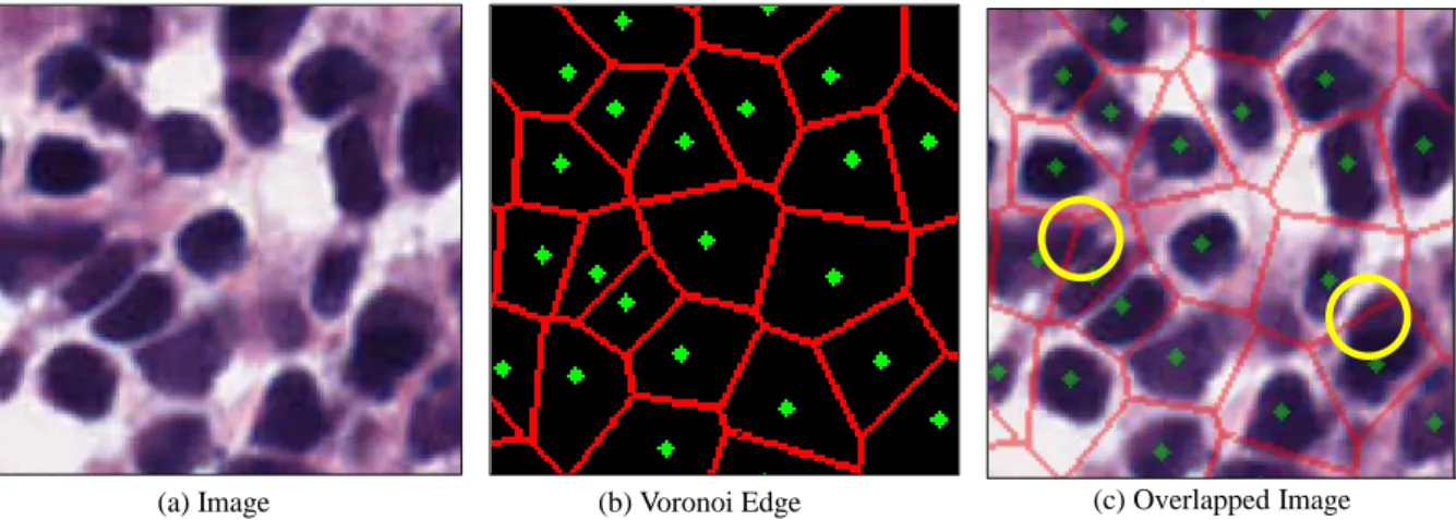 Figure 3: Example of Voronoi Edge. In (c), some parts of Voronoi Edge present upon the elongated cells.
