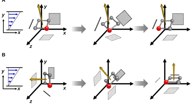 Figure 2.3.2. Rotational illustrations of the toy model under shear flow without the Brownian random  force