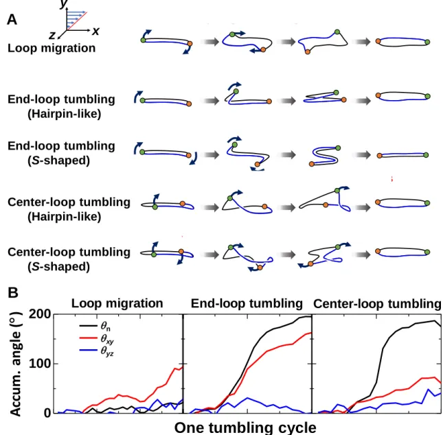 Figure 2.3.4. Molecular mechanisms of ring polymer. (A) Schematic illustrations for the fundamental  molecular dynamics mechanisms for the ring polymer under shear flow