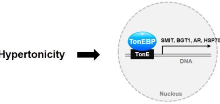 Figure 1-1. Physiology of TonEBP in hypertonicity 