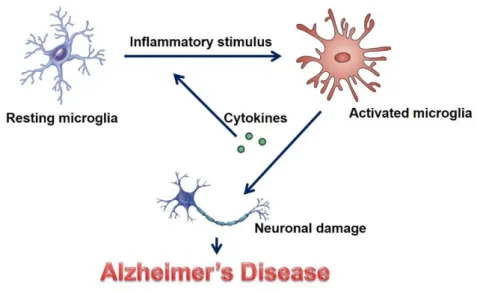 Figure 1-3. Neuroinflammation in Alzhemier’s Disease 