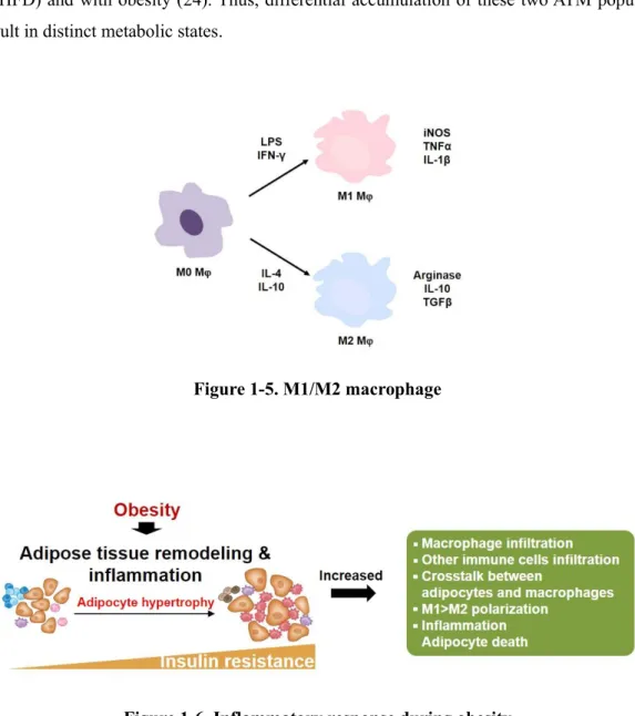 Figure 1-5. M1/M2 macrophage 