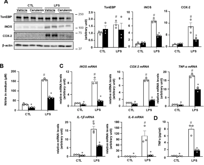Figure  2.2.  Cerulenin  inhibits  LPS-induced  inflammation  in  BV2  cells.  BV2  cells  were  stably  transfected  using  lentivirus  containing  empty  Cerulenin  inhibits  LPS-induced  inflammation  in  BV2  cells