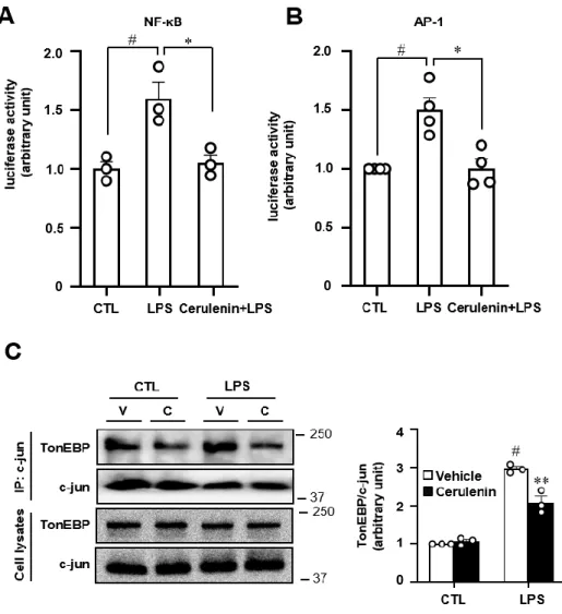 Figure  2.4.  Cerulenin  inhibits AP-1  transcriptional  activity  by  disrupting  its  interaction  with  TonEBP