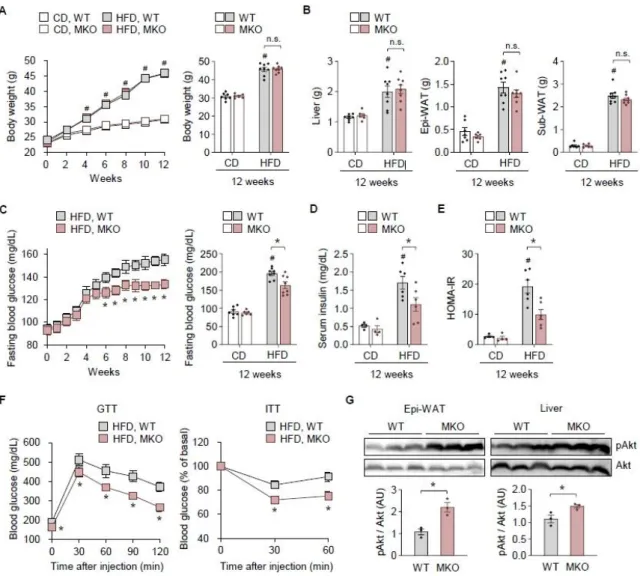 Figure 3.1. Myeloid TonEBP deficiency prevents HFD-induced glucose intolerance and insulin  resistance