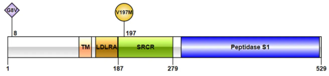 Figure 4. Protein domain architecture of TMPRSS2. TM: Transmembrane domain; LDLRA: LDL  receptor class A domain; SRCR: Scavenger receptor cysteine-rich domain.