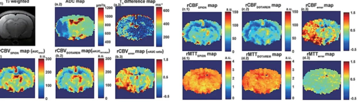 Figure 6.a and b show each rCBV map for the Dotarem-Dotarem in the normal rat brains 