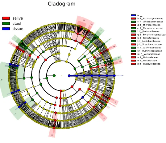 Figure 7: Cladogram of microbiome in saliva, tissue, and stool of CD patients 