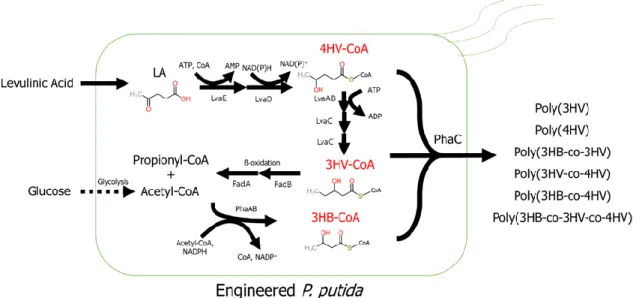 Fig. 1 Various PHA production from levulinic acid in P. putida 