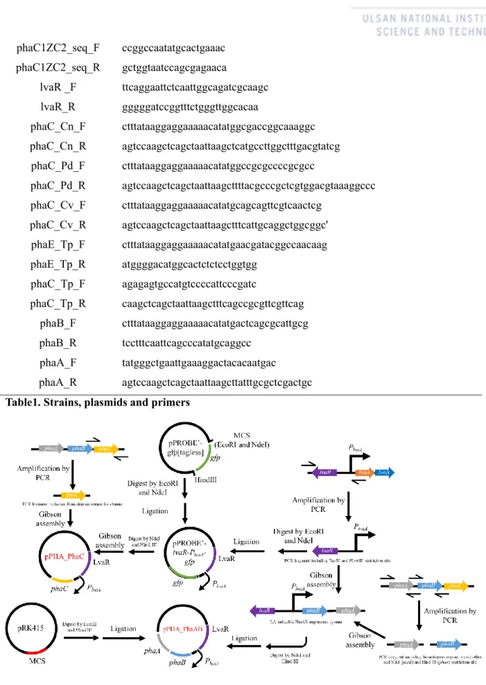 Fig. 2 Plasmid construction for the LA-inducible scl-PHA synthase expression system in P