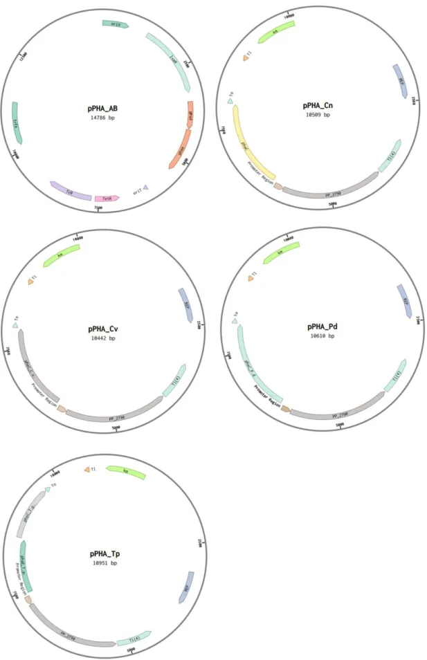 Fig. 3 Construction of PHA synthase expression plasmids with phaCs and phaAB 