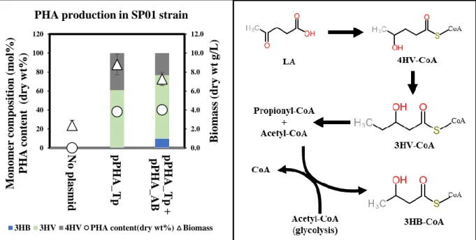 Fig. 6 Accumulation of PHA by recombinant strains of P. putida with pPHA_Tp and pPHA_AB 