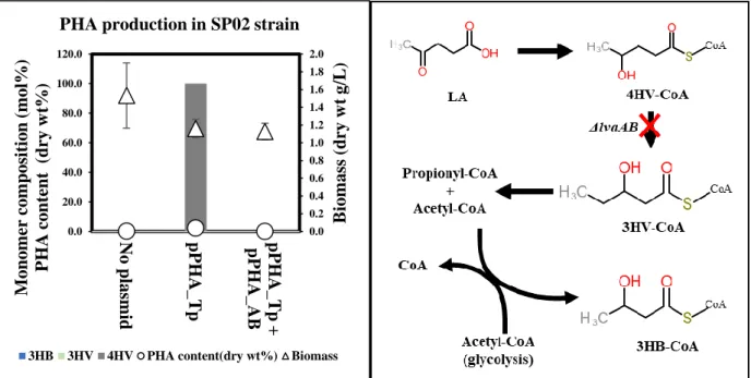Fig. 7 Effect of the lvaAB deletion in PHA production and monomer composition 