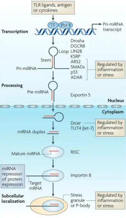 Figure I-2. MicroRNA expression and function are regulated at three levels 
