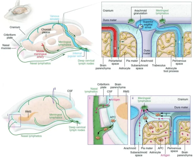 Figure I-5. Lymphatic drainage pathways from the CNS to the cervical lymph nodes 