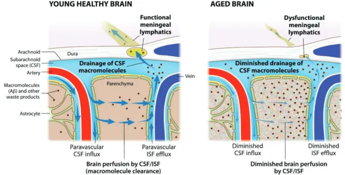 Figure I-6. Aging Diminishes Meningeal Lymphatic Drainage 