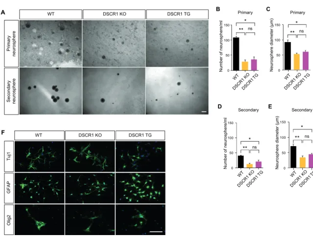 Figure III-1-3. DSCR1 controls proliferation of progenitor neurons 