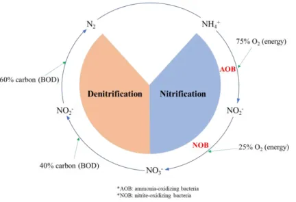 Figure 5-1. BNR process of nitrification-denitrification. 