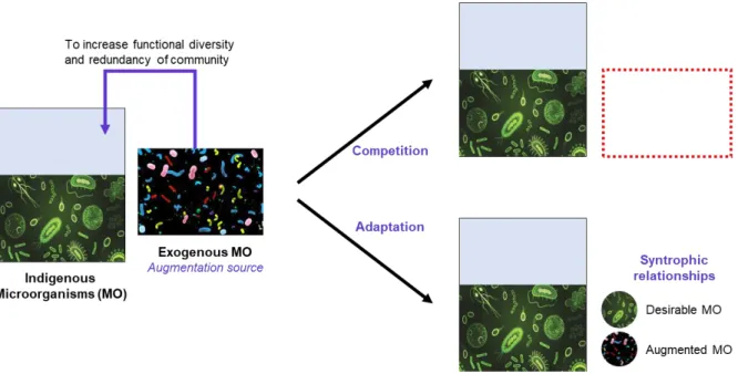 Figure 1-4. Bioaugmentation process. 
