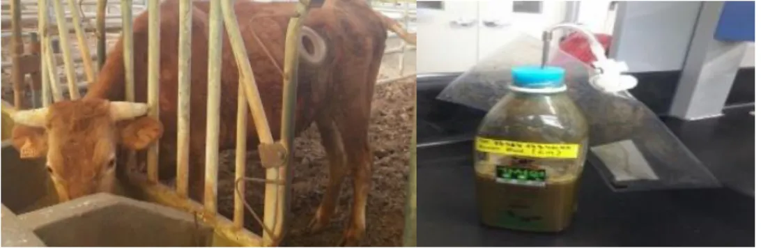 Figure 2-1. RF from cow. 