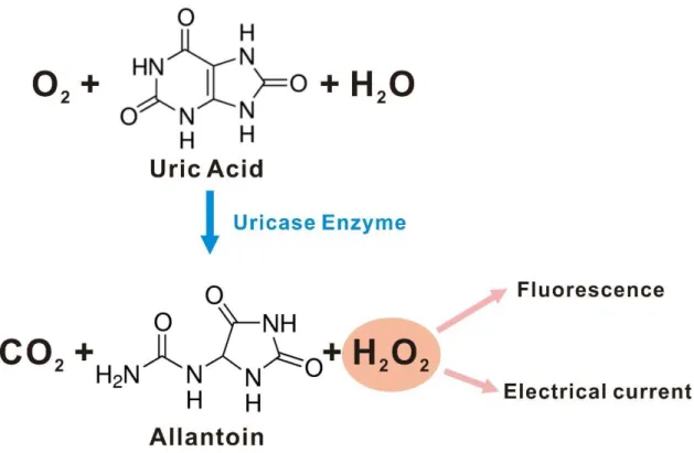 Figure 1. Schematic of catalytic reaction by uricase enzyme in the presence of uric acid